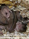 Gruppe Steppenlemming Babies im Nest