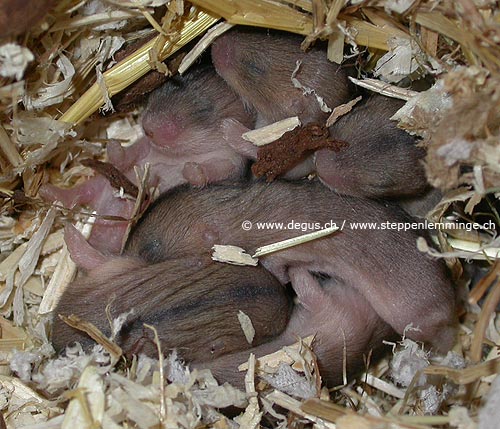 Grossansicht des gew�hlten Bildes
