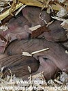 Gruppe Steppenlemming Babies im Nest